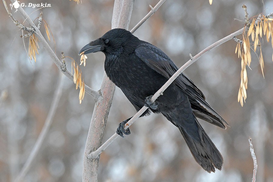 Carrion Crow - ML646898100