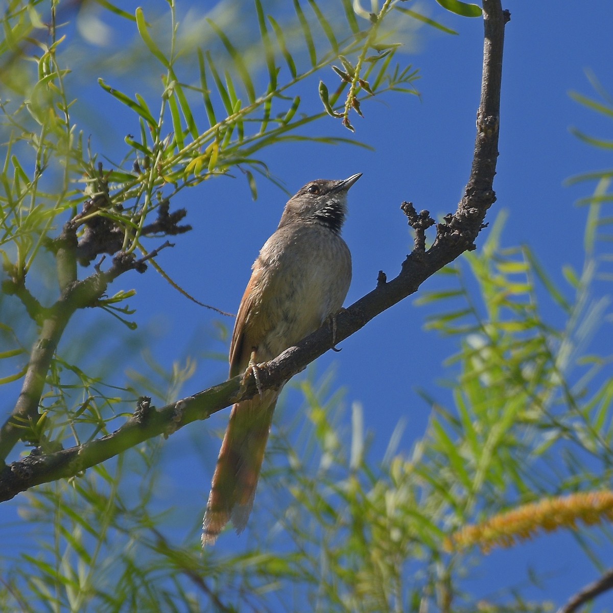 Sharp-billed Canastero - ML646898101
