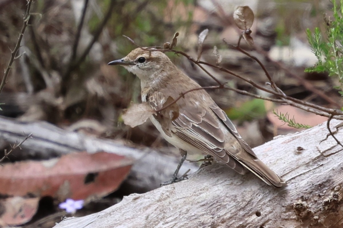 White-winged Triller - ML646898102