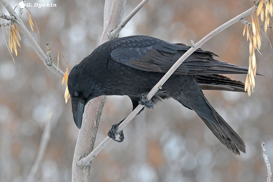 Carrion Crow - ML646898103
