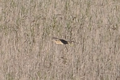 Eurasian Bittern - ML646898104