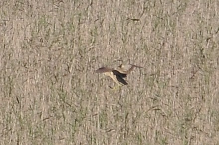 Eurasian Bittern - ML646898105
