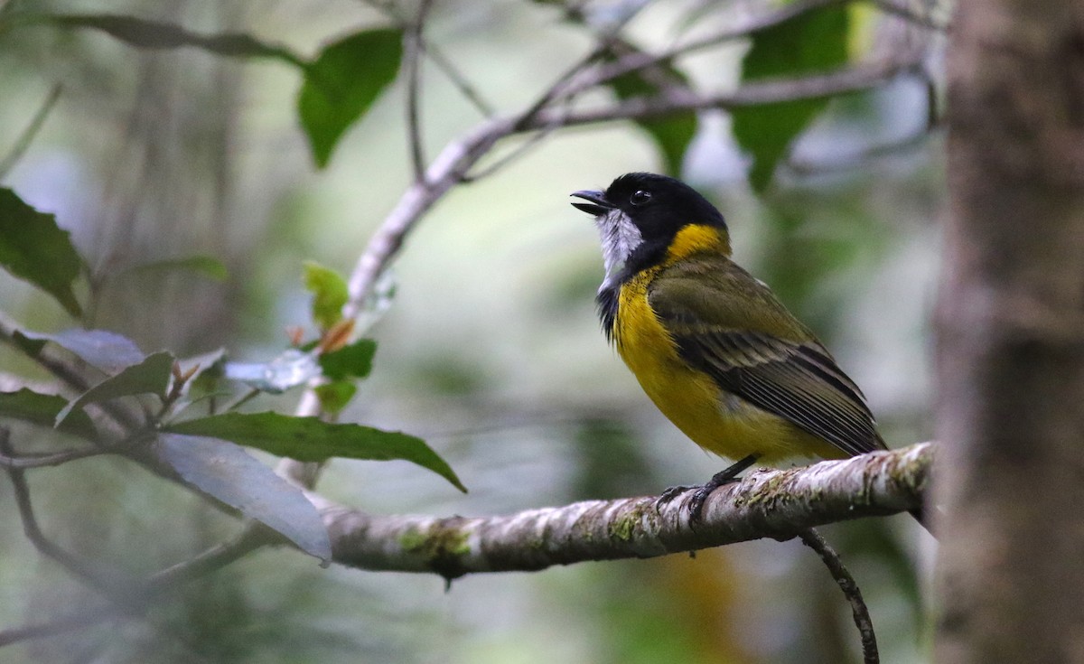 Golden Whistler - ML646898106