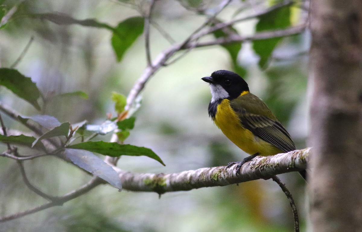 Golden Whistler - ML646898107