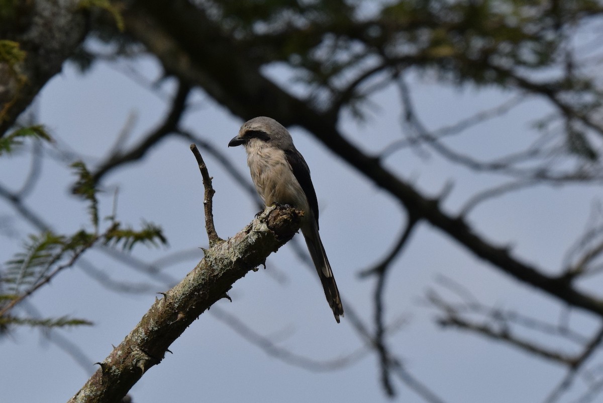 Mackinnon's Shrike - ML646898109