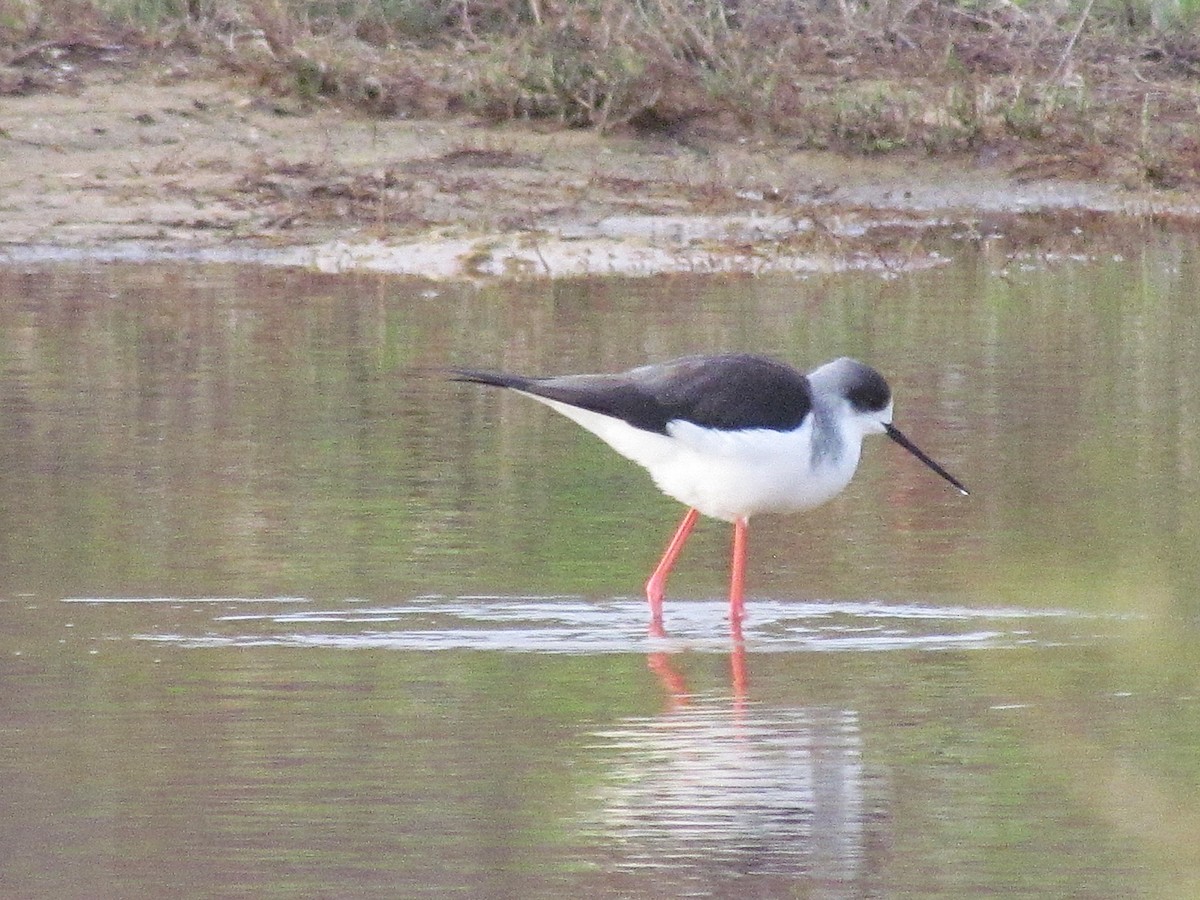 Black-winged Stilt - ML646898111