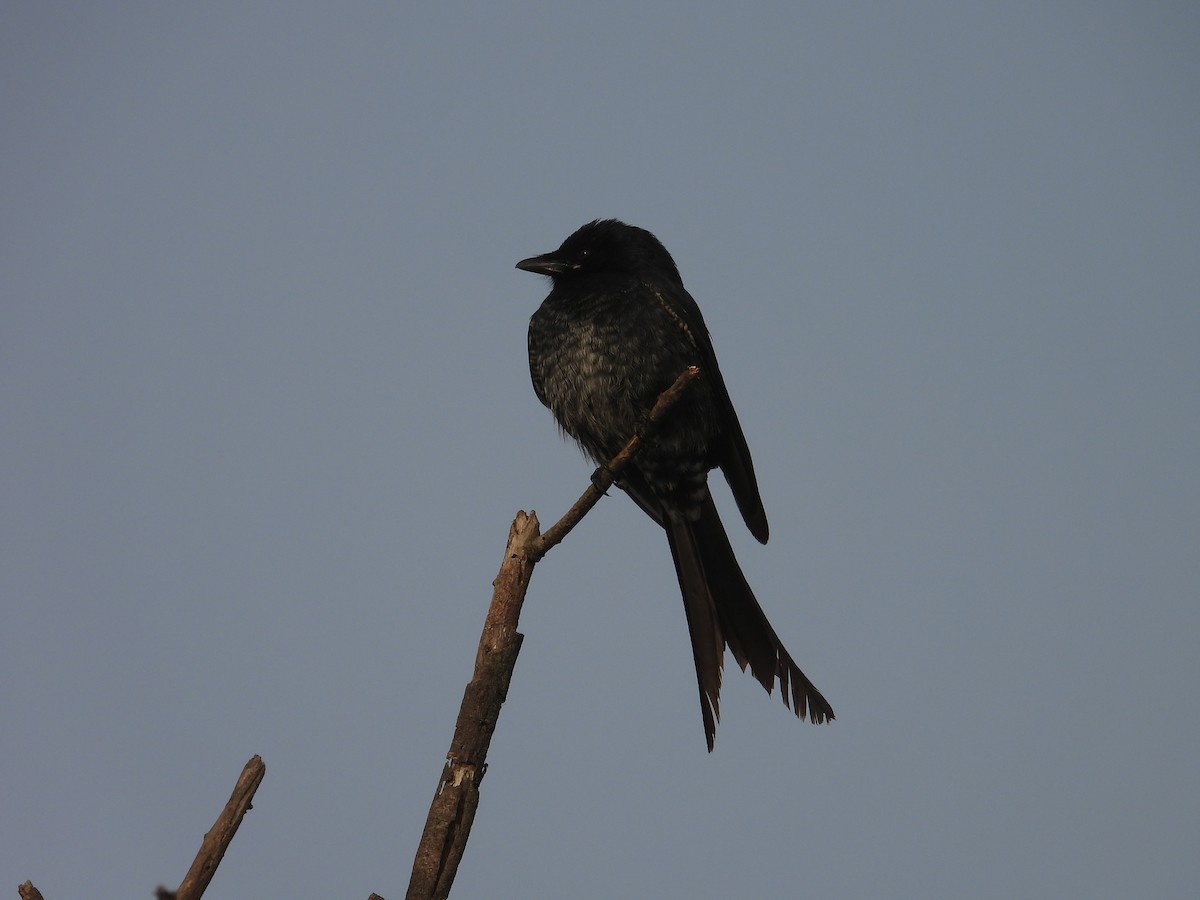 Black Drongo - ML646898112
