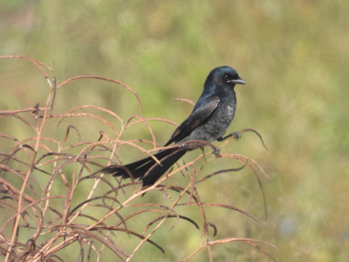 Black Drongo - ML646898113