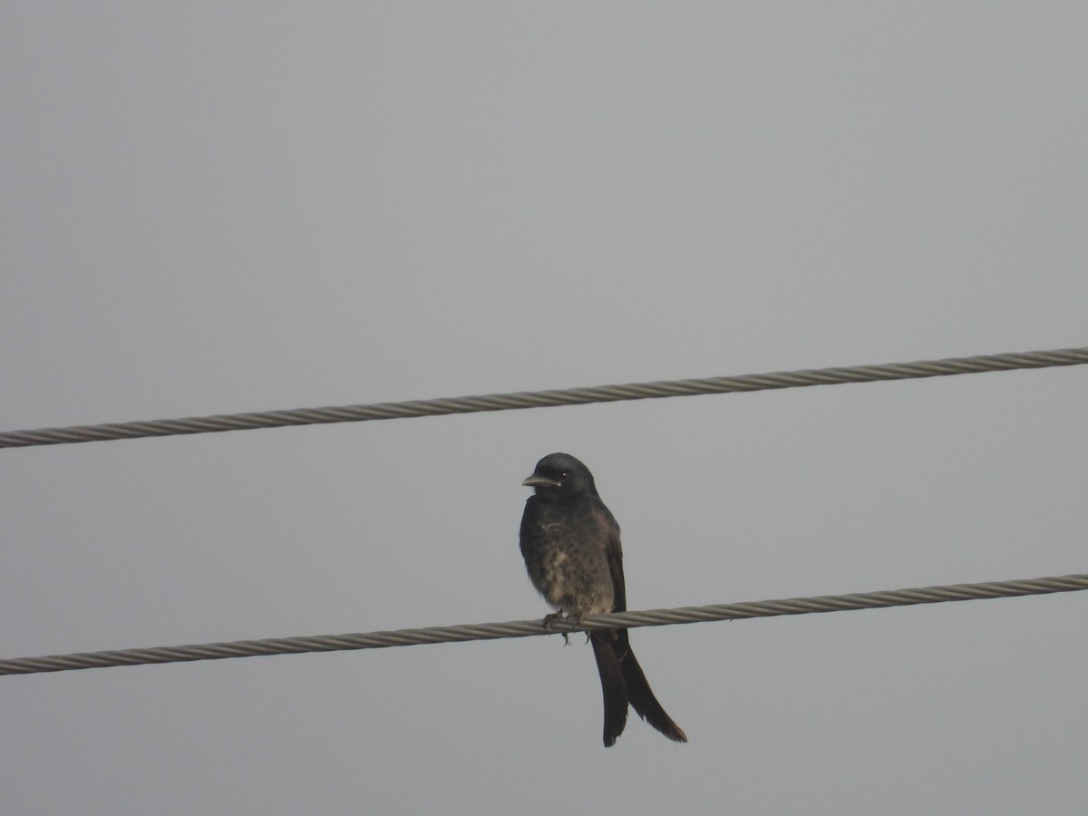 Black Drongo - ML646898114