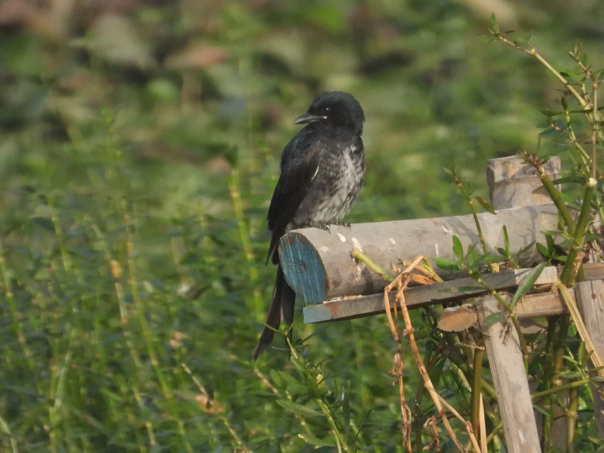 Black Drongo - ML646898115