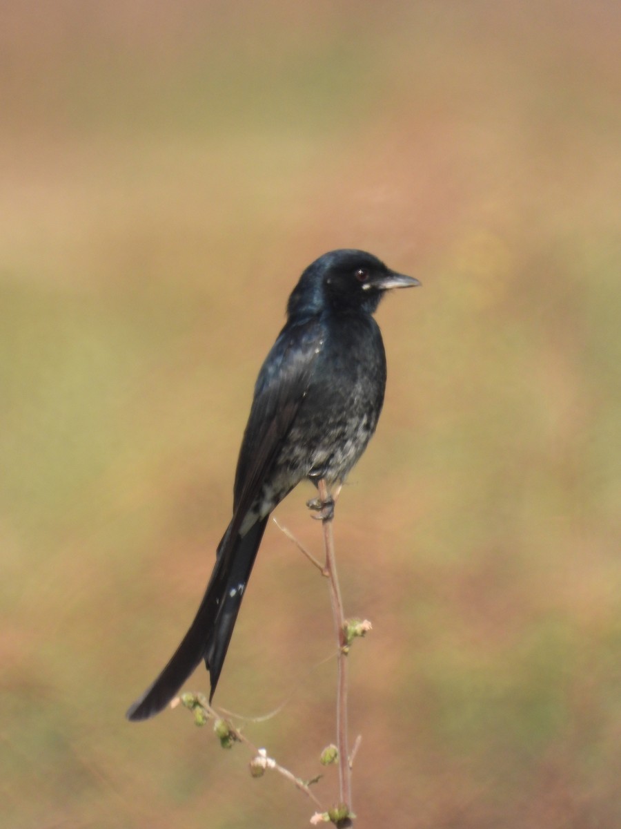 Black Drongo - ML646898116