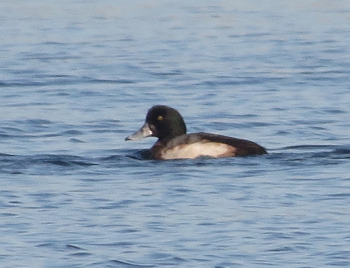 Murgilari handia - ML646898121