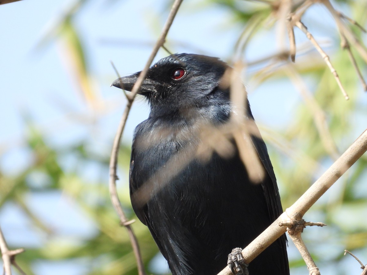 ハイイロオウチュウ - ML646898127