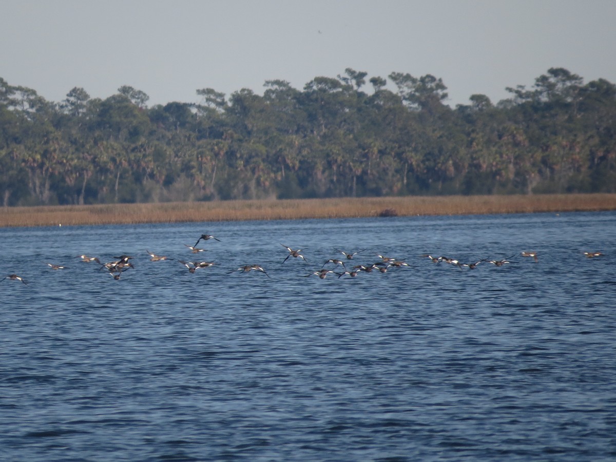 Zerra ertaina - ML646898132