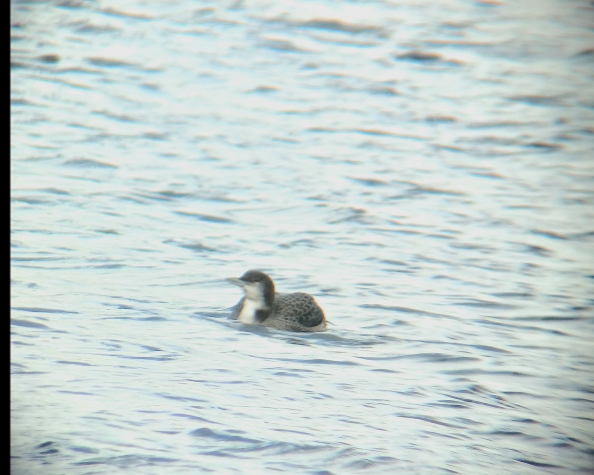 Plongeon huard - ML646898134