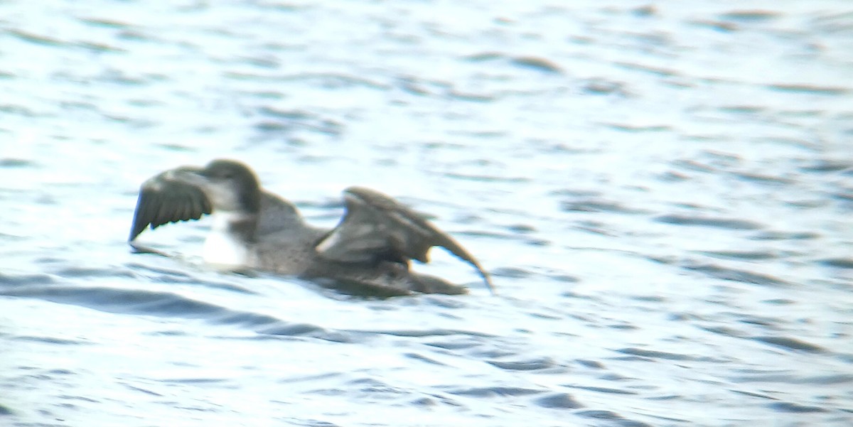 Plongeon huard - ML646898135