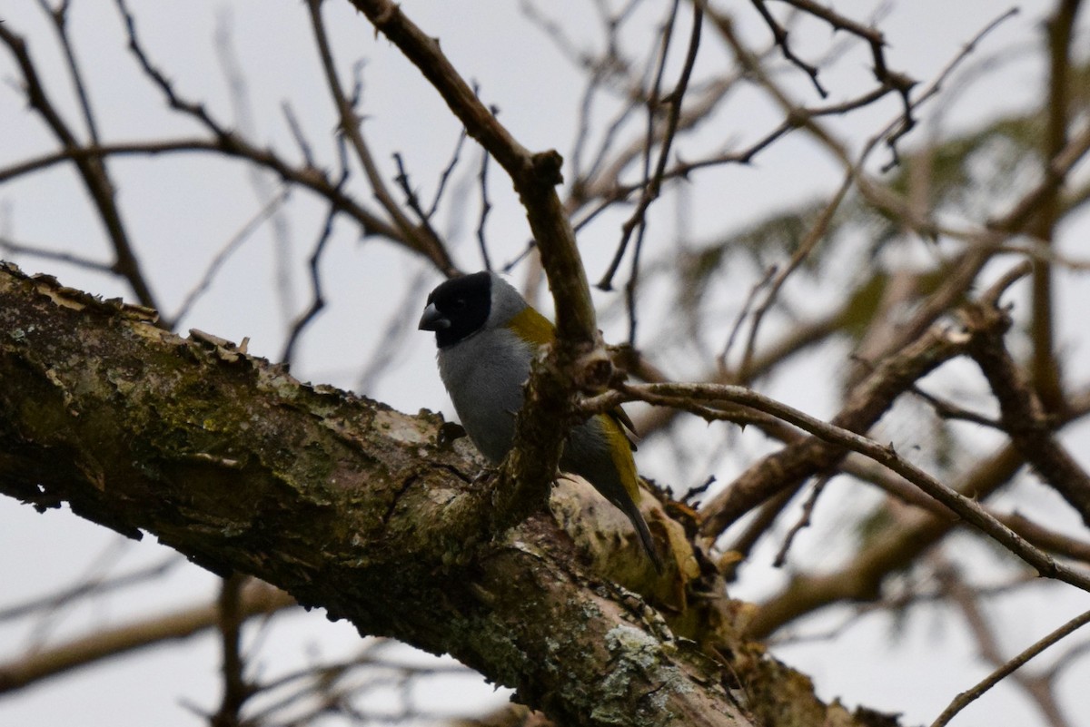 White-collared Oliveback - ML646898136
