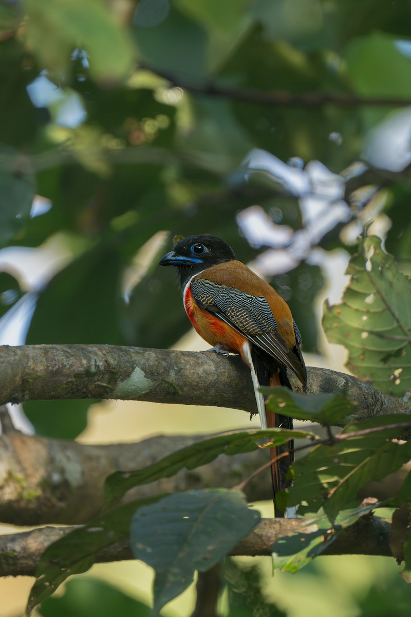 Malabar Trogon - ML646898138