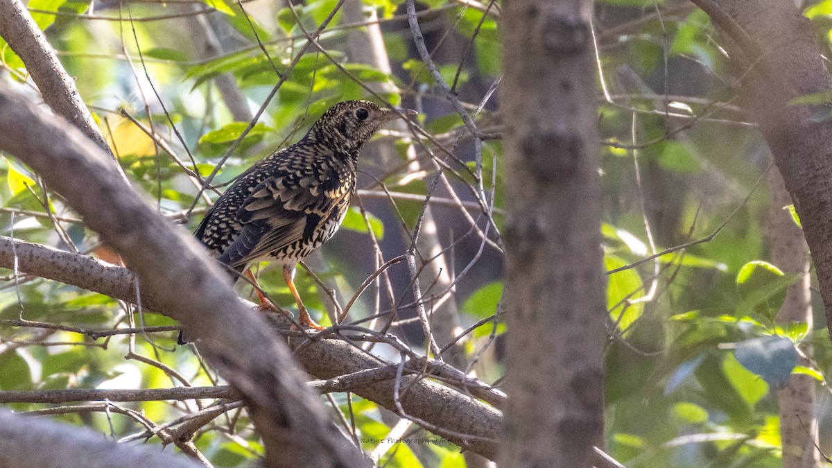 White's Thrush - ML646898140