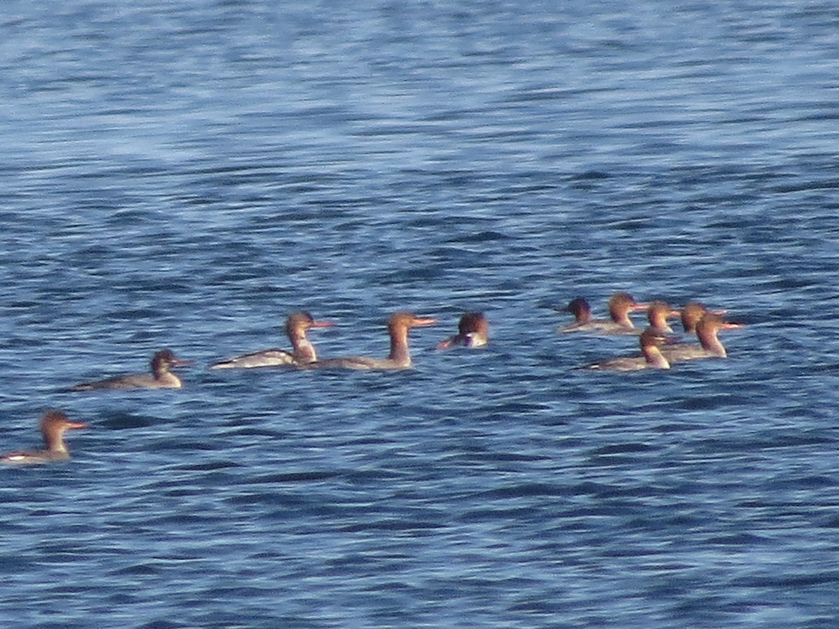 Zerra ertaina - ML646898142