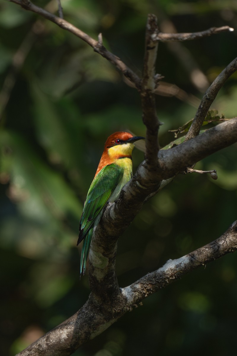 bengalbieter - ML646898143