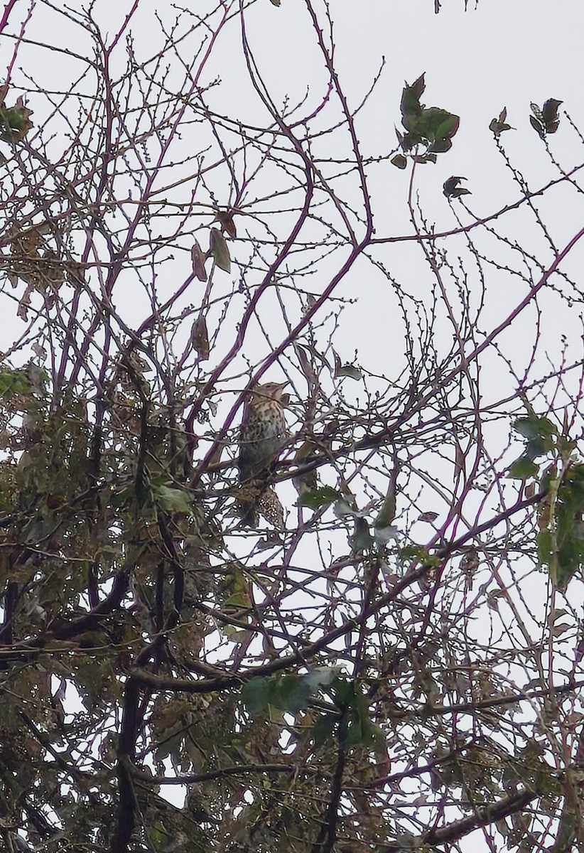 Song Thrush - ML646898147