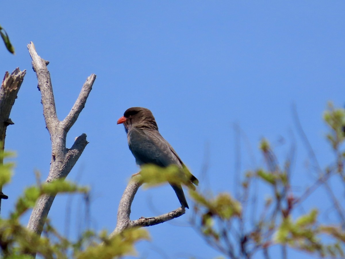 Dollarbird - ML646898149