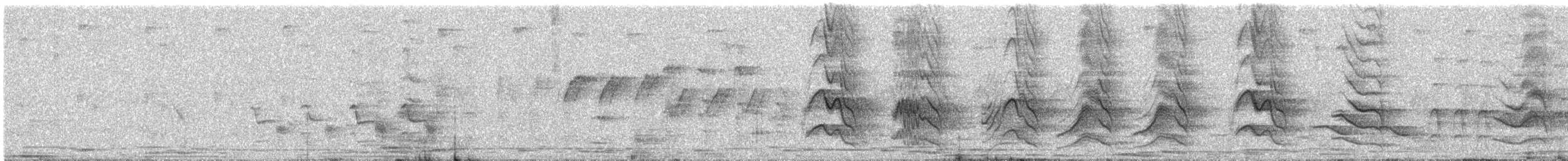 Greater Coucal - ML646898152