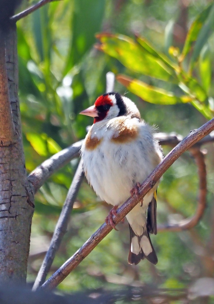 ゴシキヒワ - ML646898154