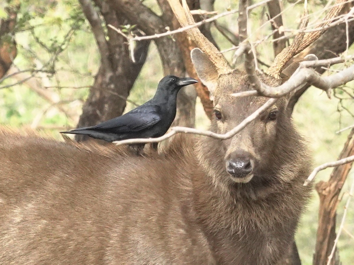 Large-billed Crow - ML646898155