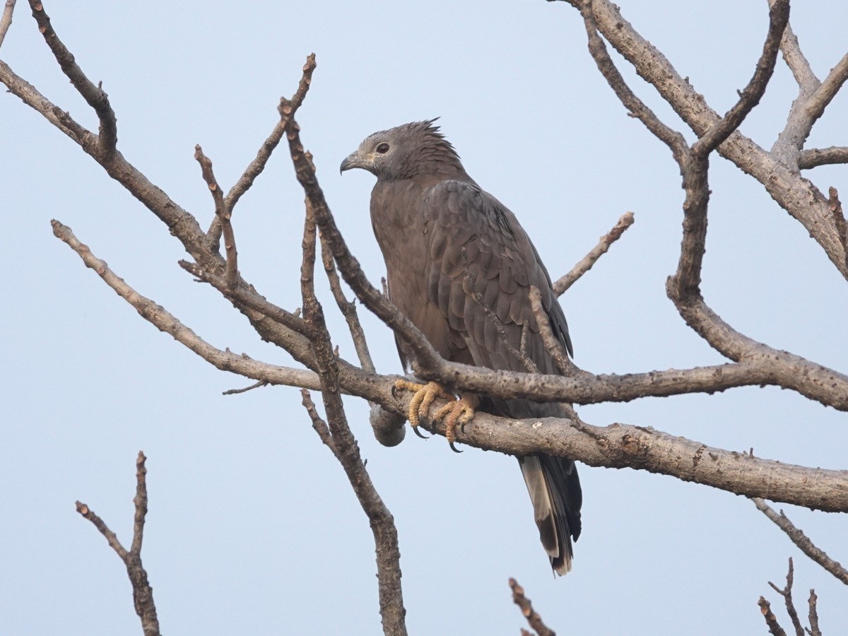 ハチクマ - ML646898160