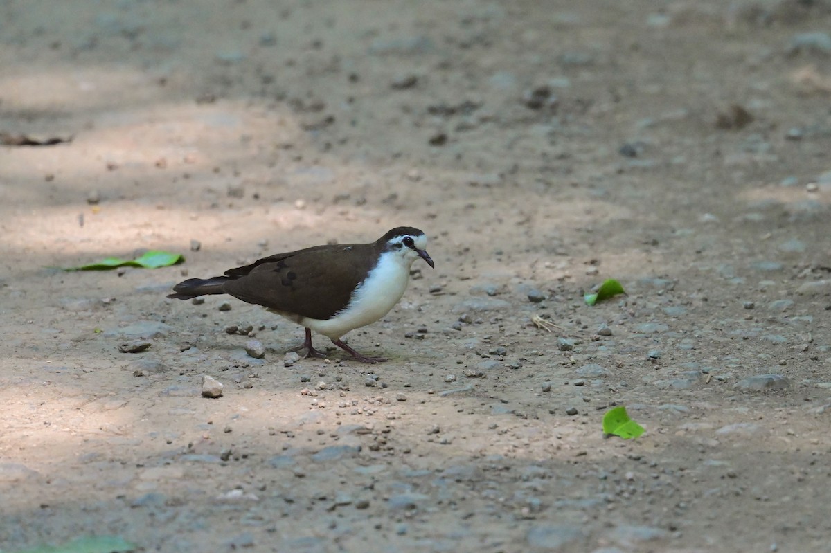 Tambourine Dove - ML646898164