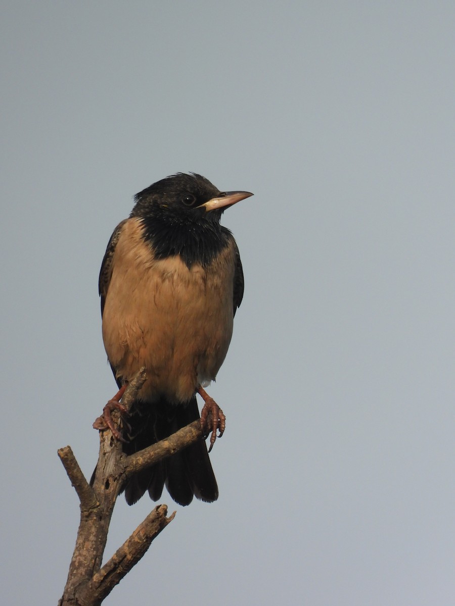 Rosy Starling - ML646898166