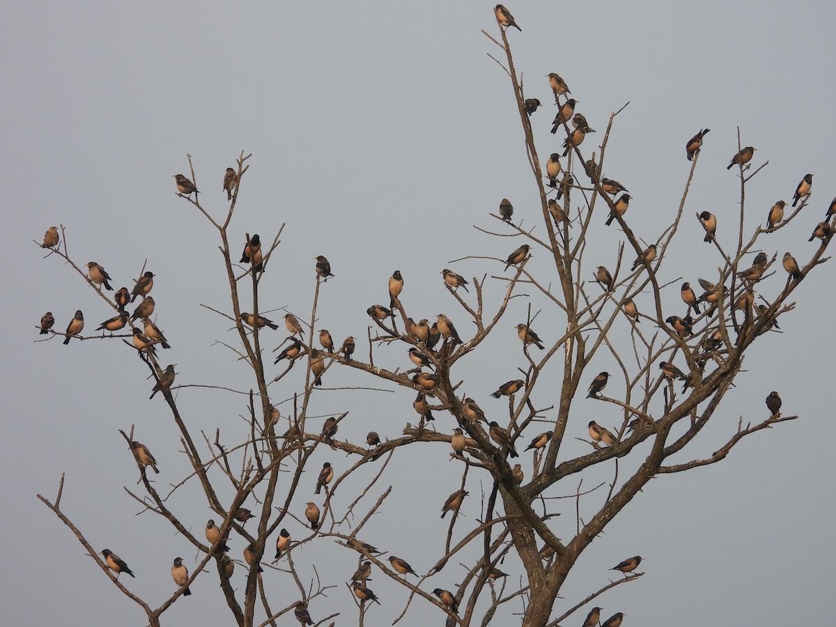 Rosy Starling - ML646898167