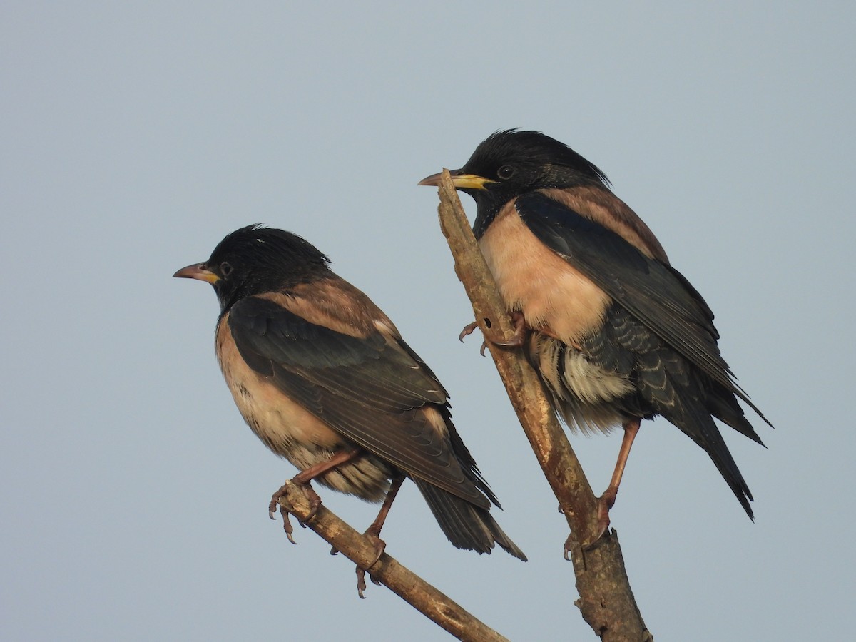 Rosy Starling - ML646898168