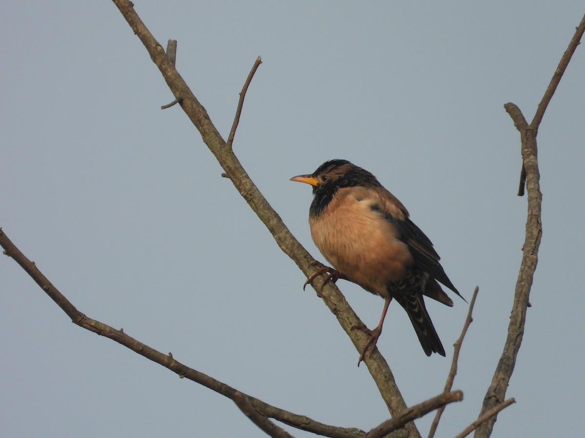 Rosy Starling - ML646898169