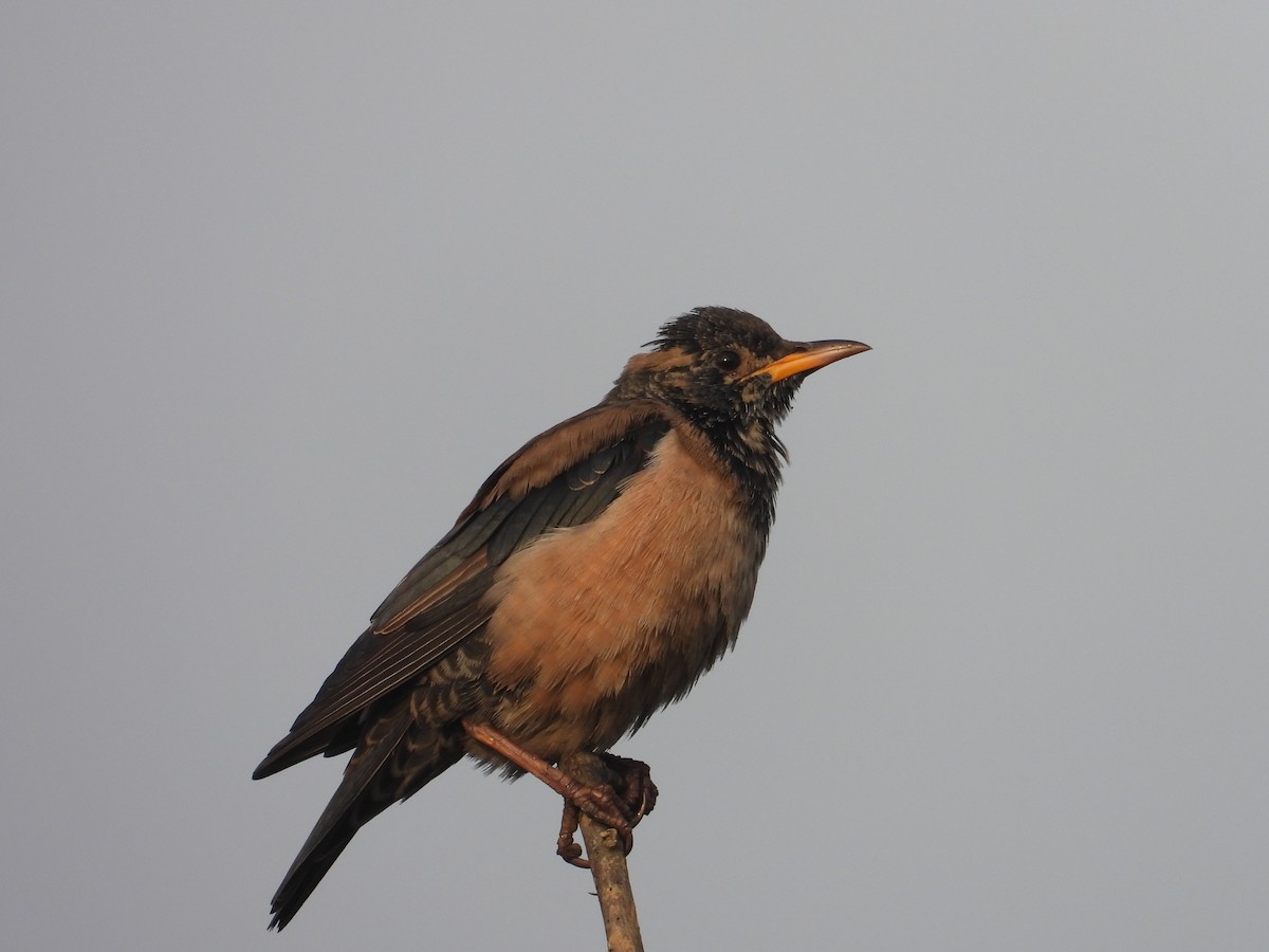 Rosy Starling - ML646898170