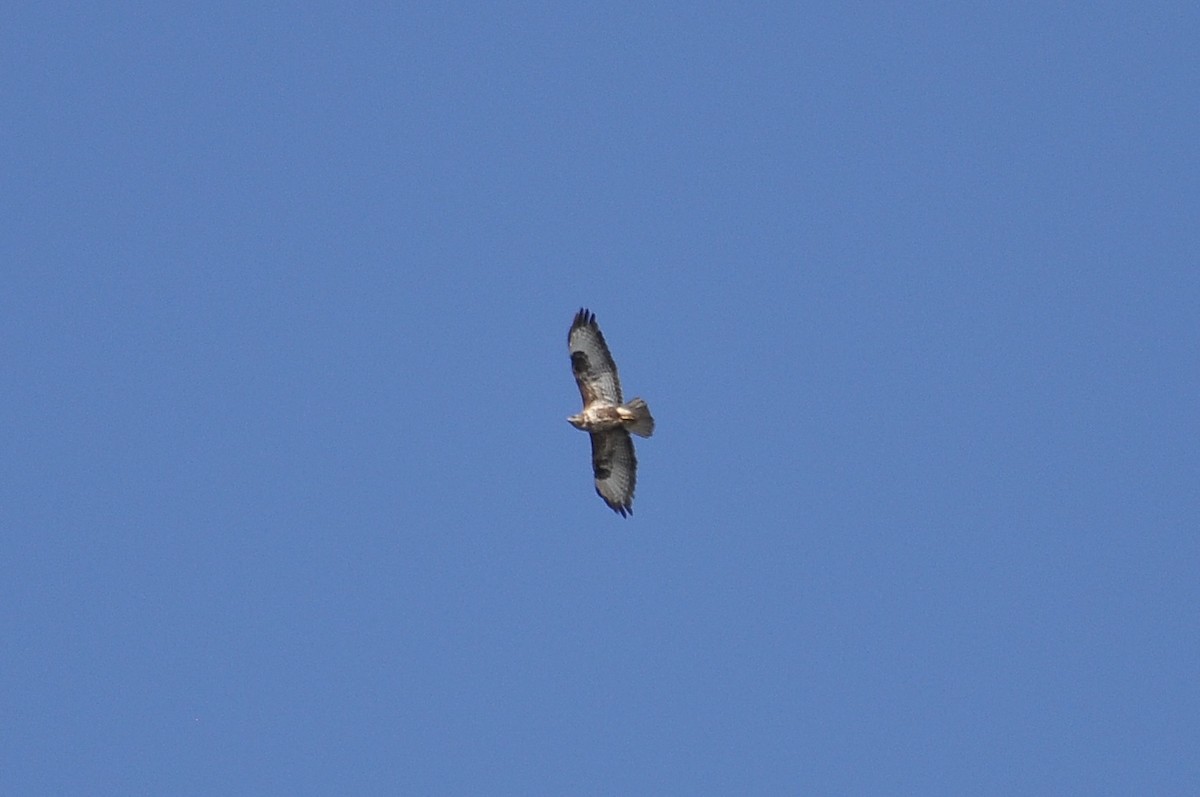 Buse variable - ML646898171