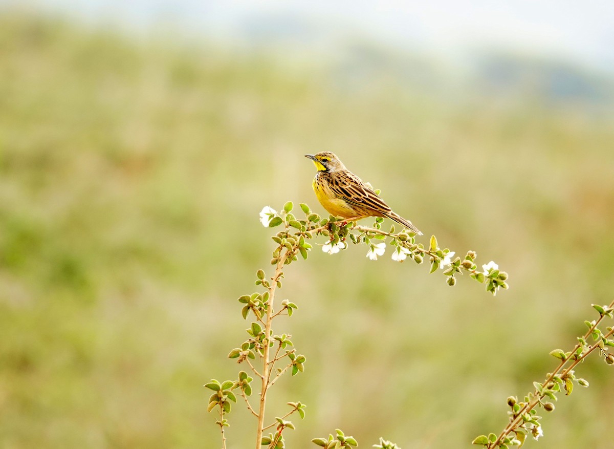 Yellow-throated Longclaw - ML646898172