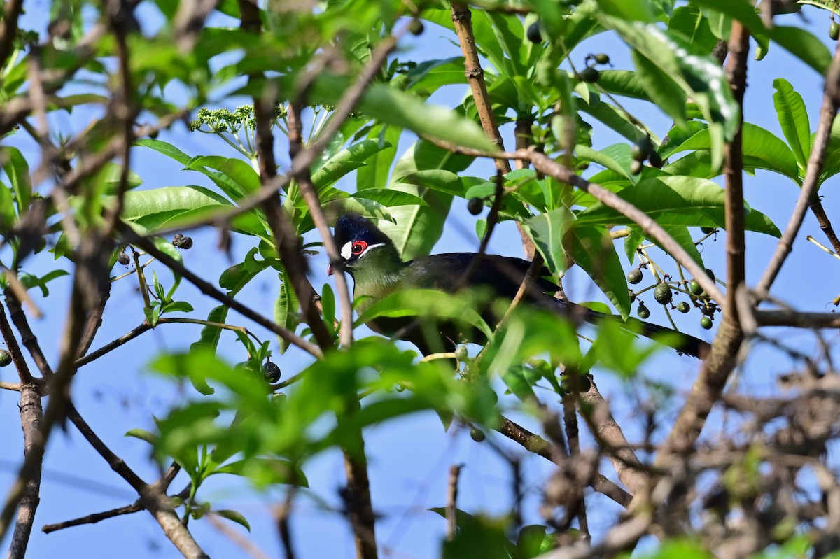 Hartlaub's Turaco - ML646898173