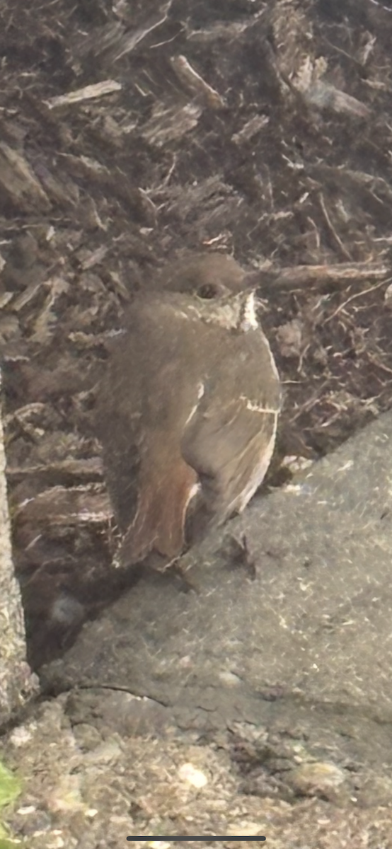 Hermit Thrush - ML646898174