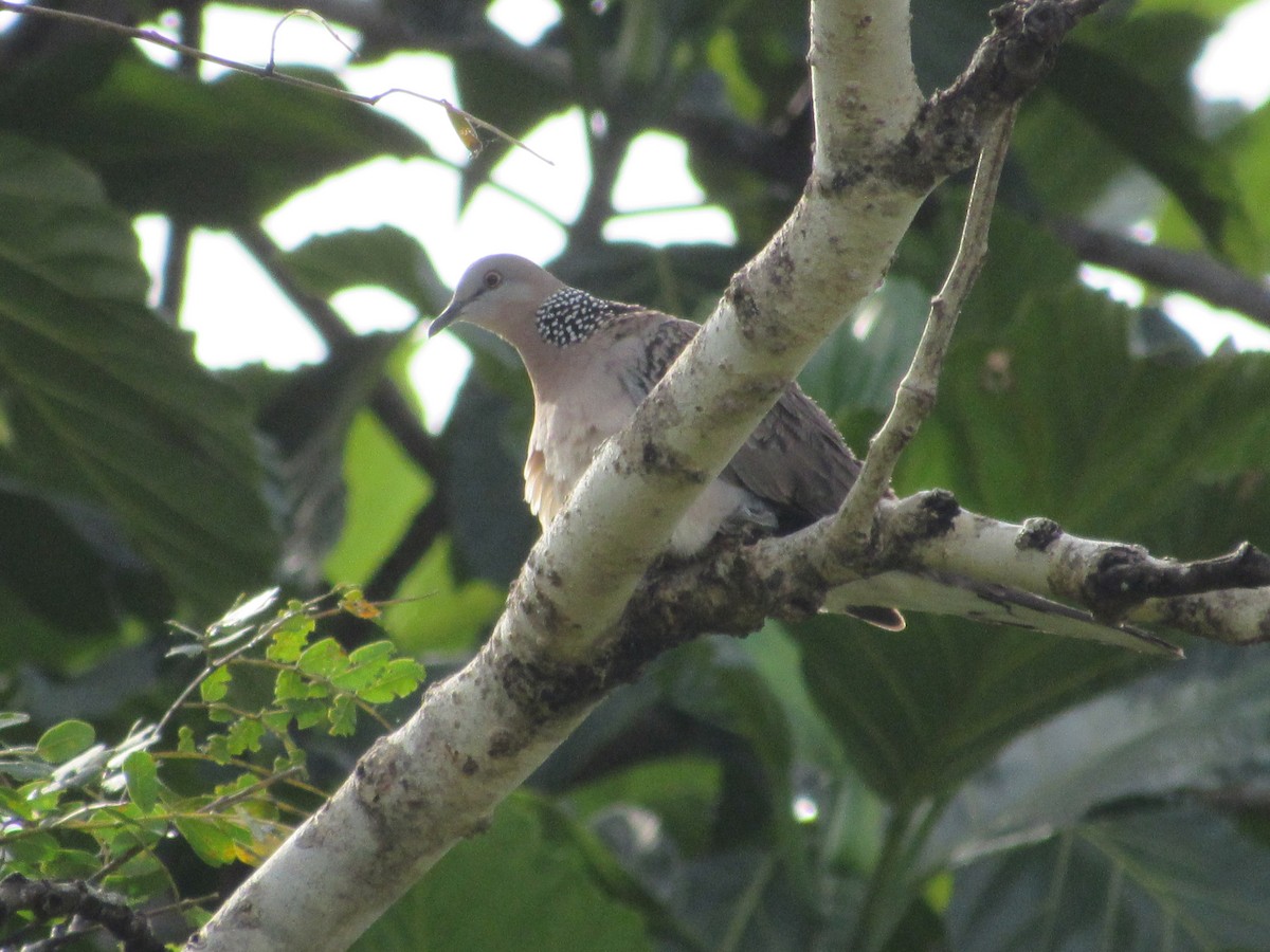 Spotted Dove - ML646898175