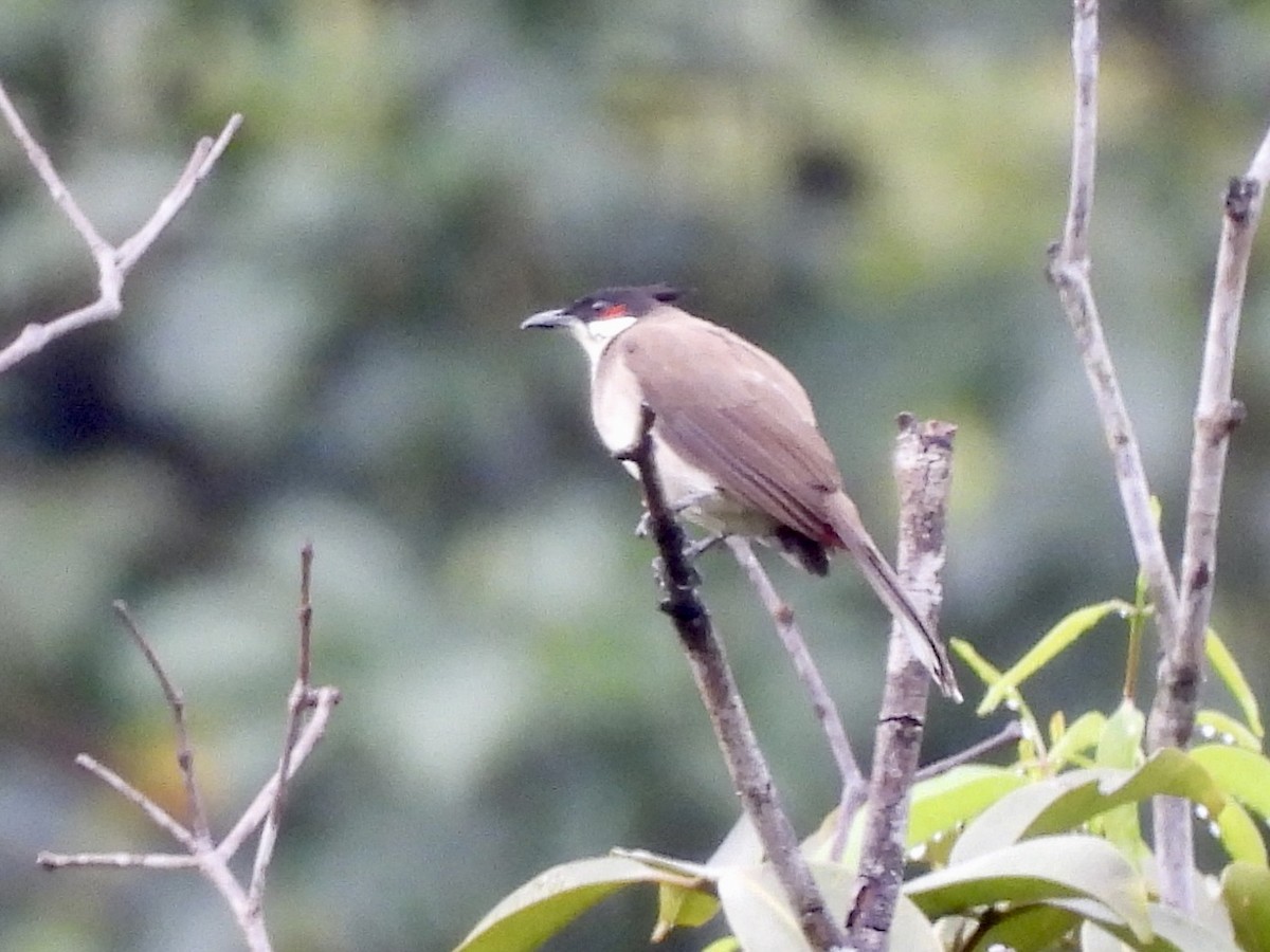 Red-whiskered Bulbul - ML646898178