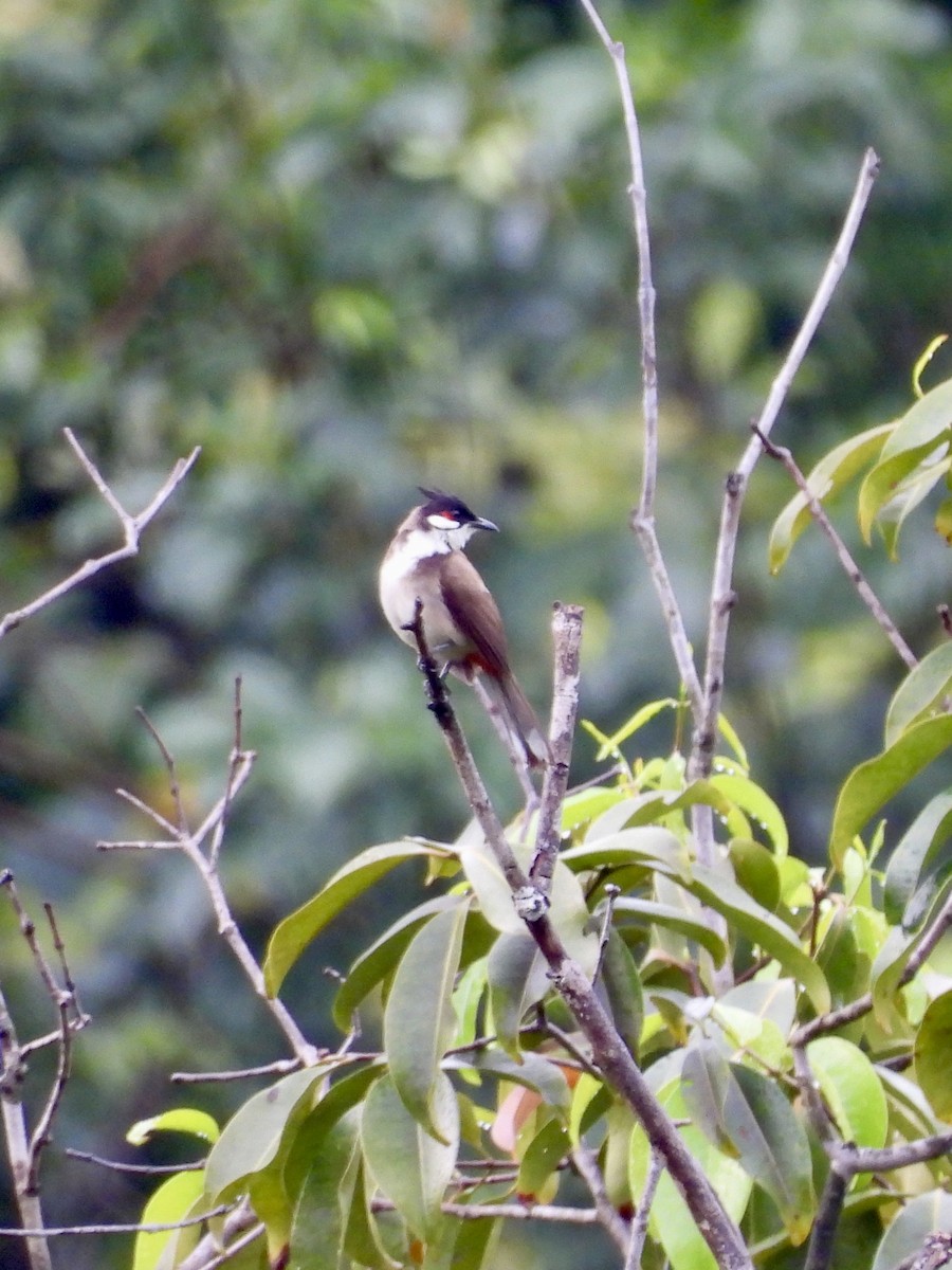 Red-whiskered Bulbul - ML646898179