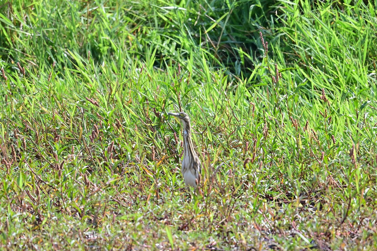 Malagasy Pond-Heron - ML646898181
