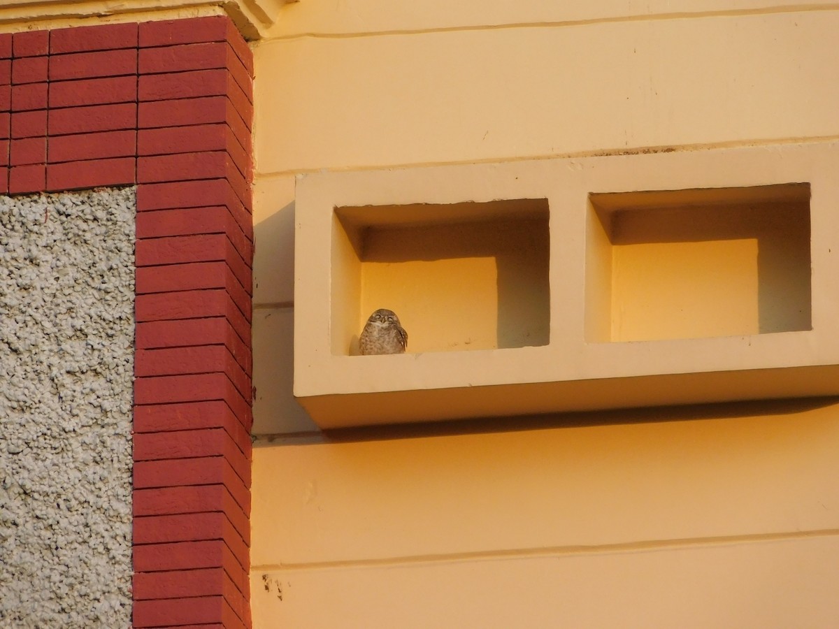 Браминский сыч - ML646898183