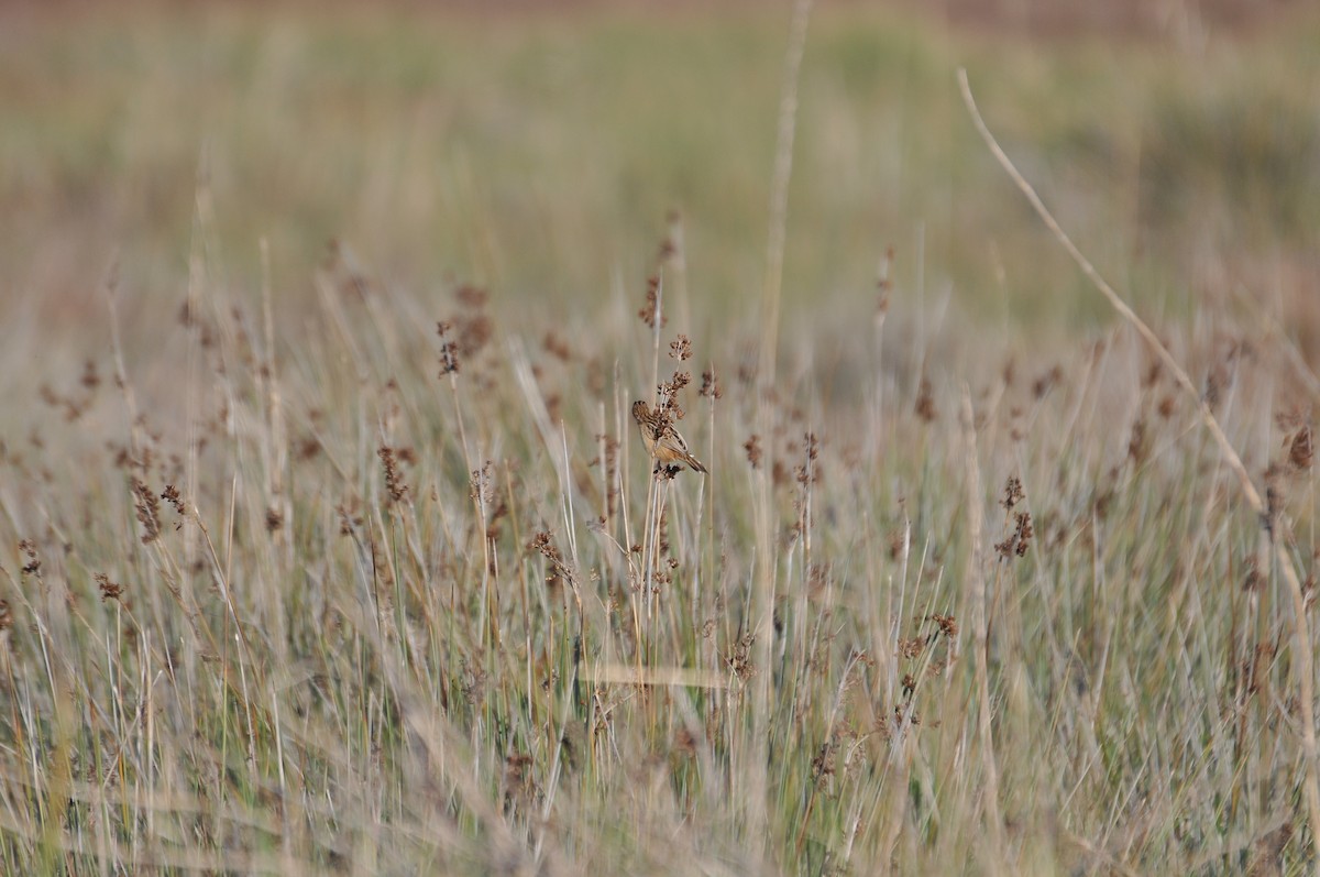Zitting Cisticola - ML646898186