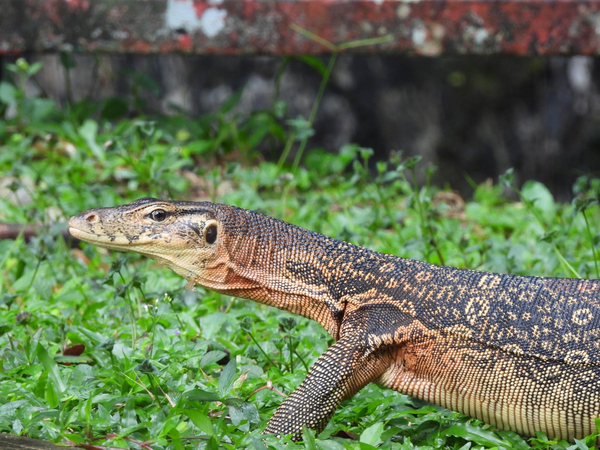 圓鼻巨蜥（大斑亞種） - ML646898189