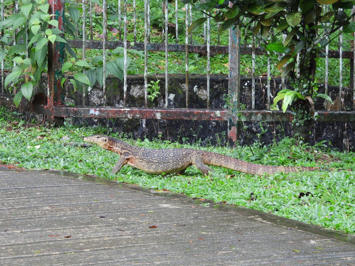 圓鼻巨蜥（大斑亞種） - ML646898190