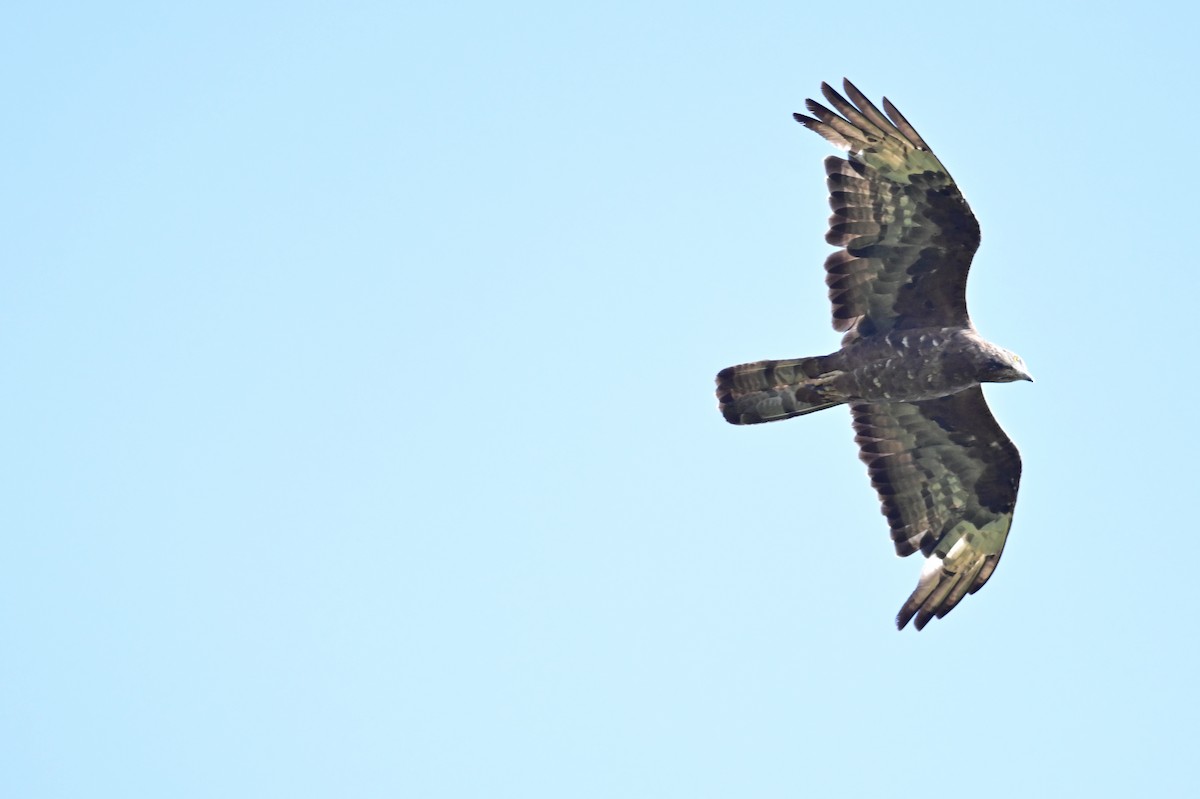 European Honey-buzzard - ML646898191